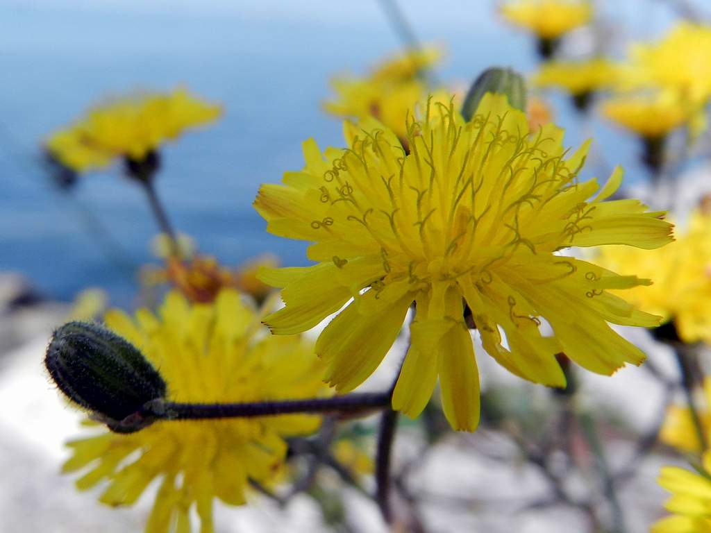 Crepis vesicaria